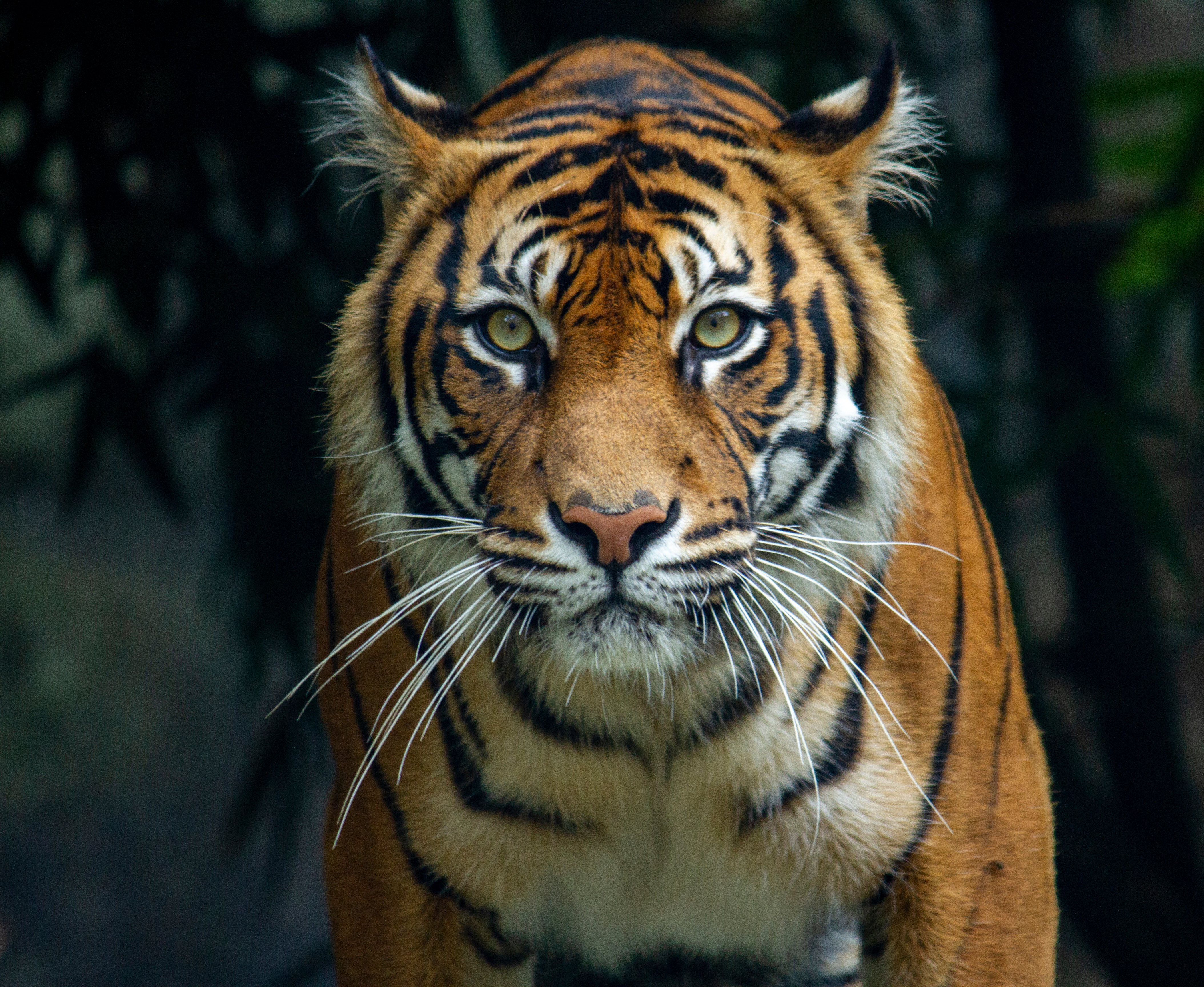 A close up photo of a tiger looking directly at the camera